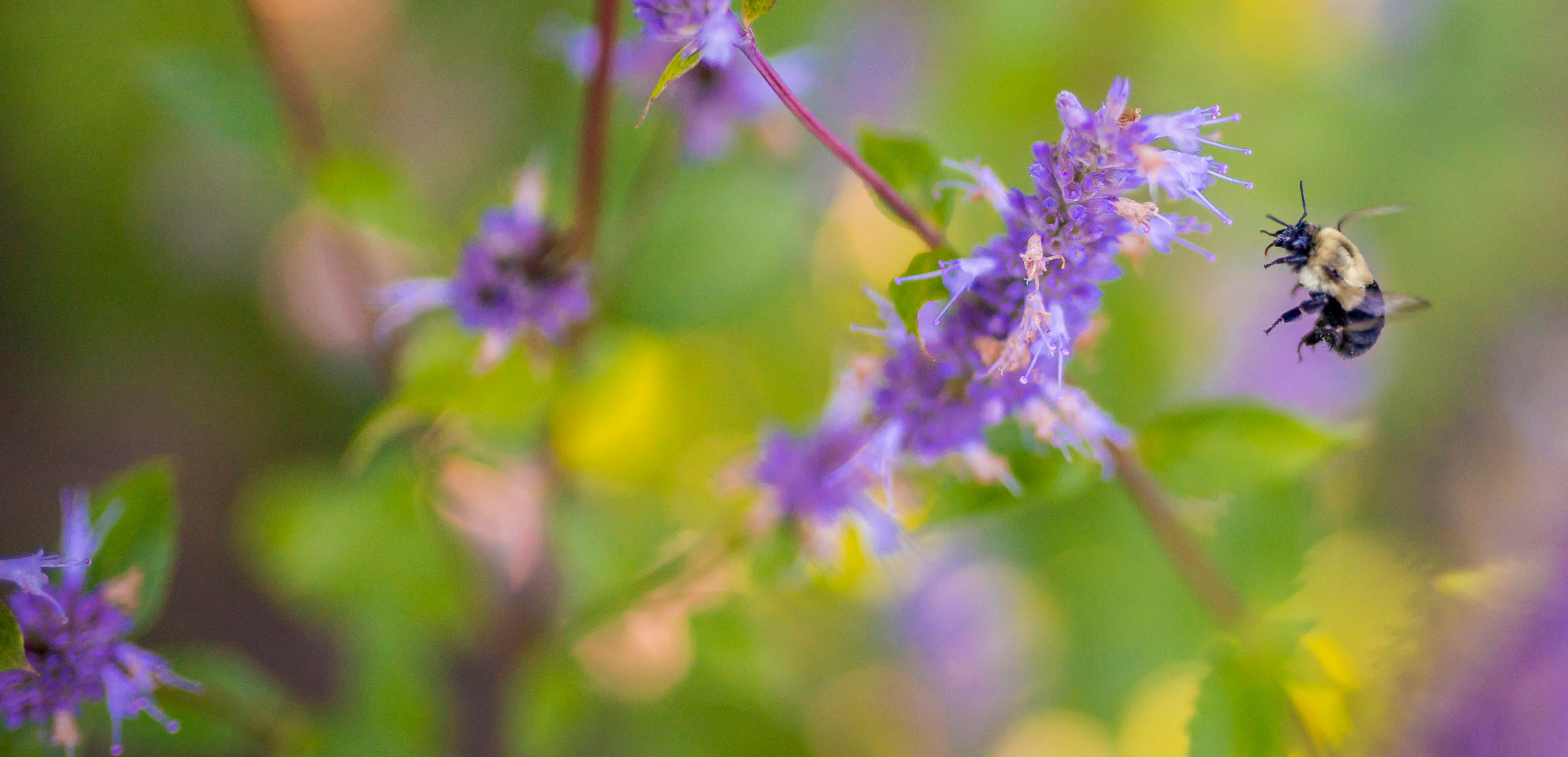 biodiversita_2400x1160